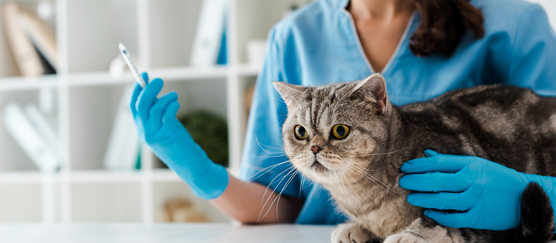 Cat Vaccinations: Everything You Should Know | Pet Side