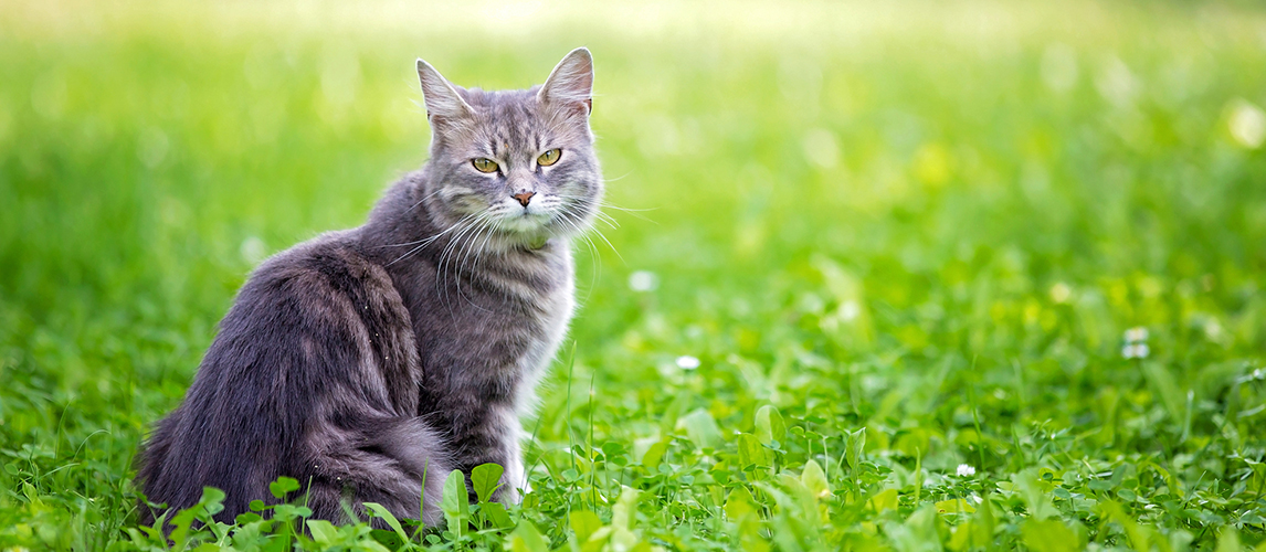 causes-of-unexplained-weight-loss-in-cats-pet-side