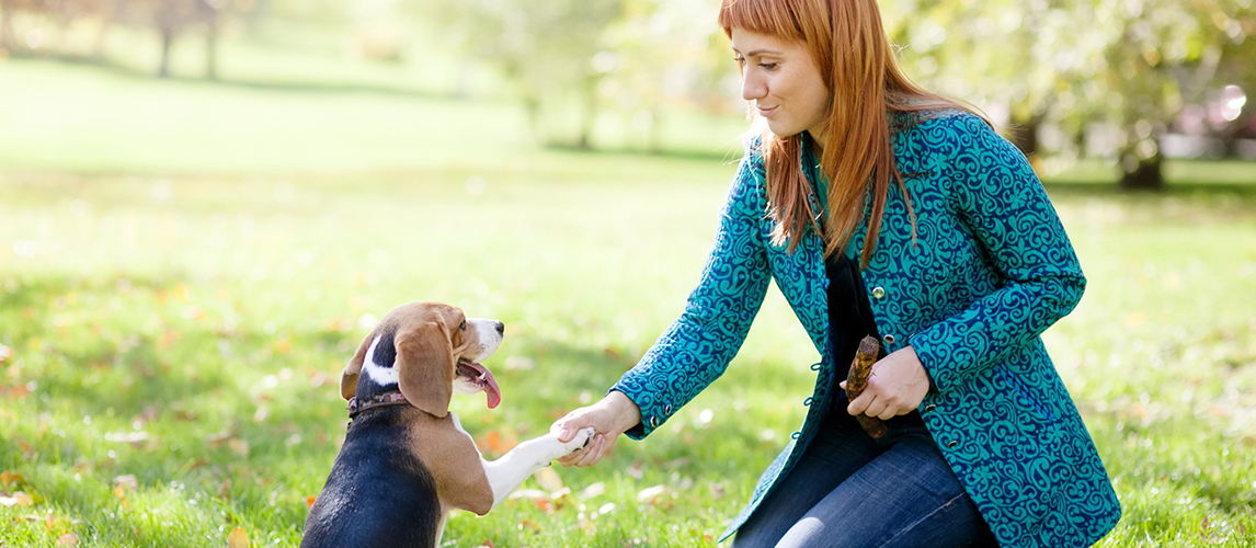 How To Discipline A Dog 101: What Works and What Does NOT!