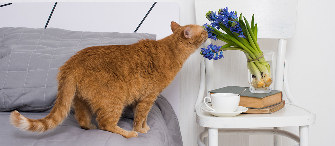 How To Get Rid Of Cat Spray Smell Pet Side