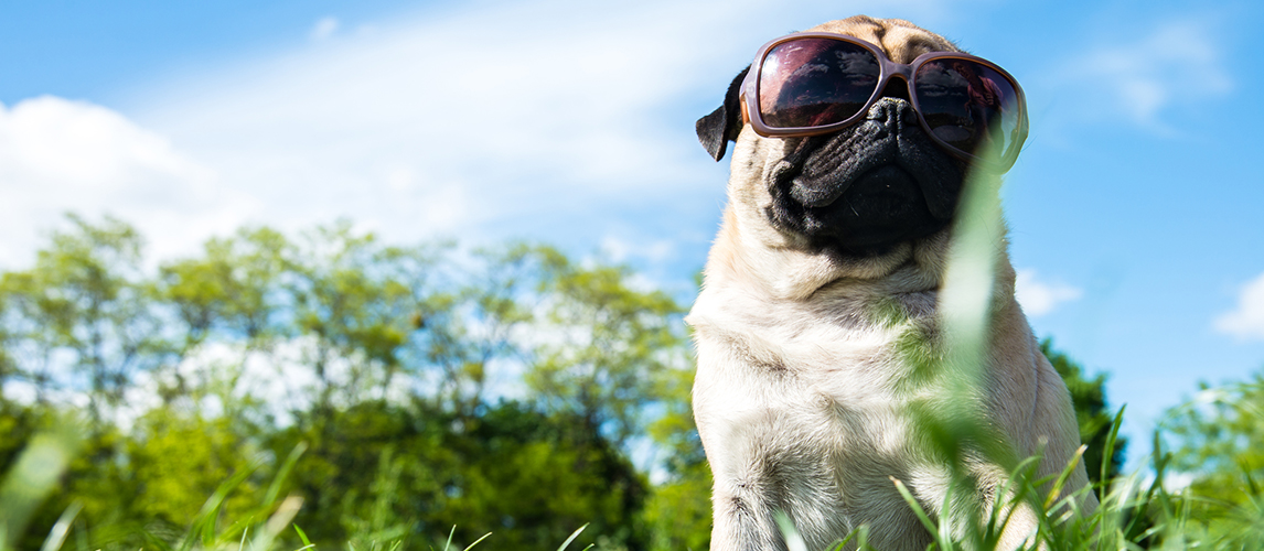 Pug Dog: Breed Facts and Temperaments | Pet Side