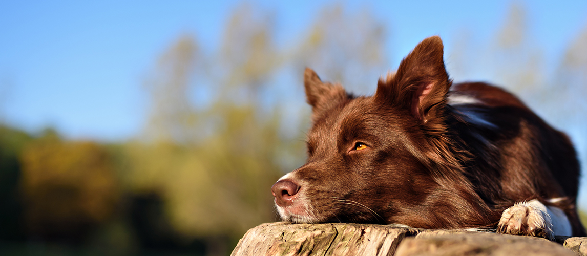 why-do-my-dogs-eyes-turn-red-at-night