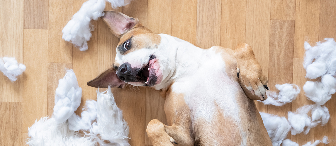 Housebreaking an outlet adult dog