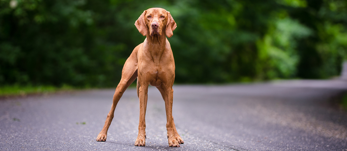 are vizsla puppies lazy