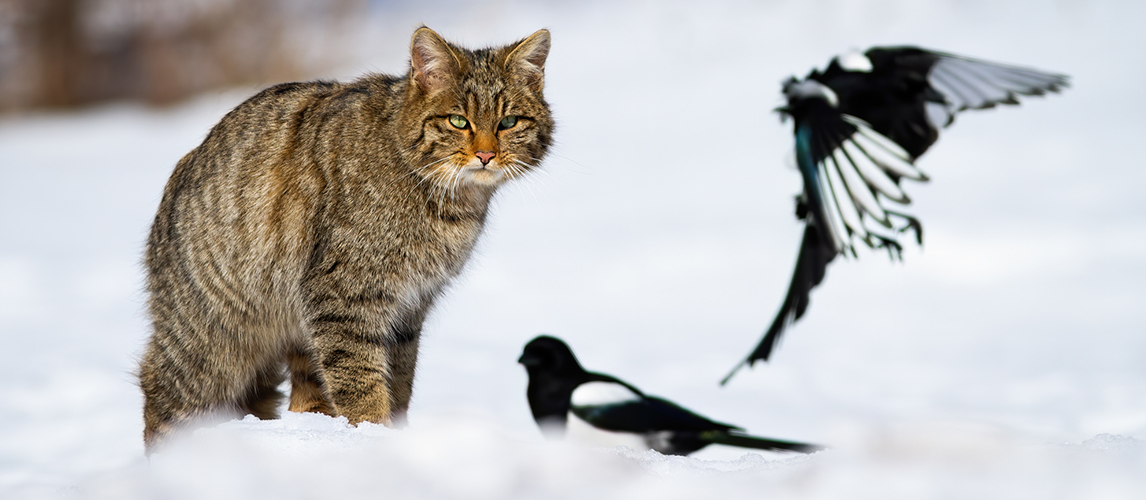 Кот и сороки картинки