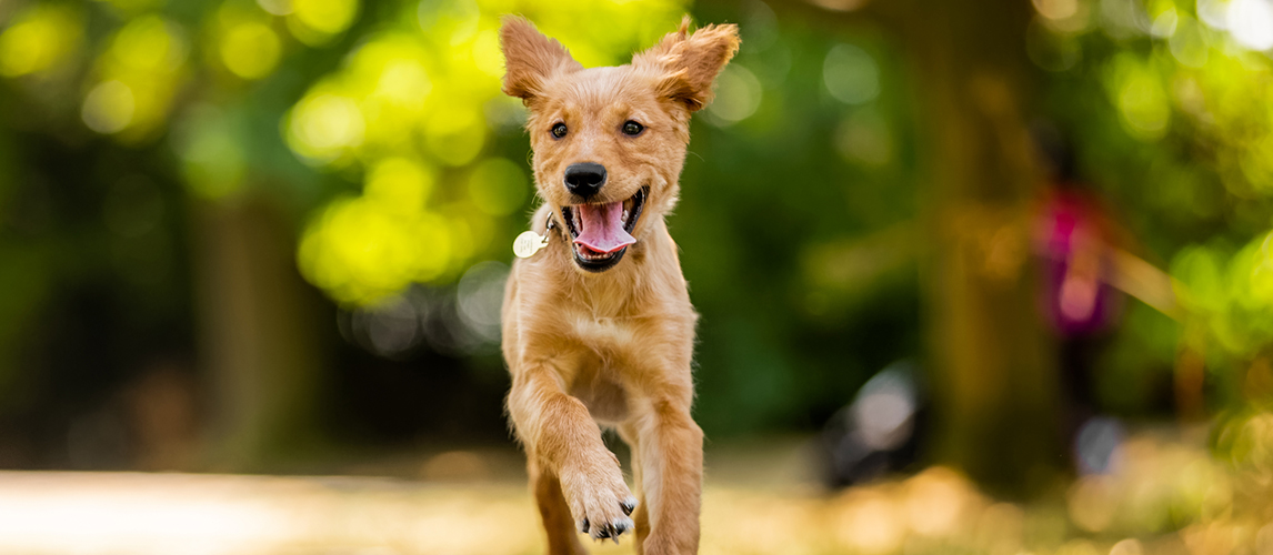 why-is-my-dog-s-nose-dry-should-i-be-concerned-pet-side