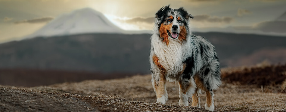 Australian shepherd dog on the background of the sunset in autumn