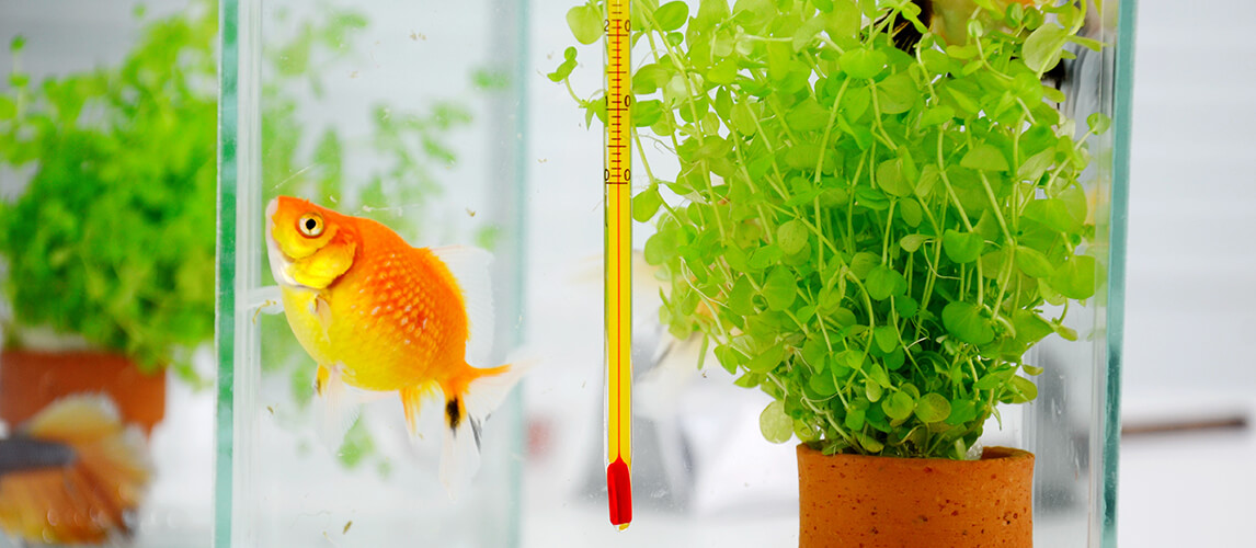 Zacro Digital Aquarium Thermometer, Fish Tank Thermometer, Water  Thermometer with Large LCD Display, Reptile Thermometer for Fish Tank Water  Terrarium