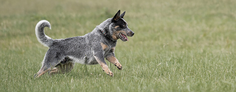 Blue Australian Cattle dog runs and chases after a ball.