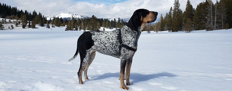 Bluetick Coonhound dog in the Sierra Mountains on a sunny day.