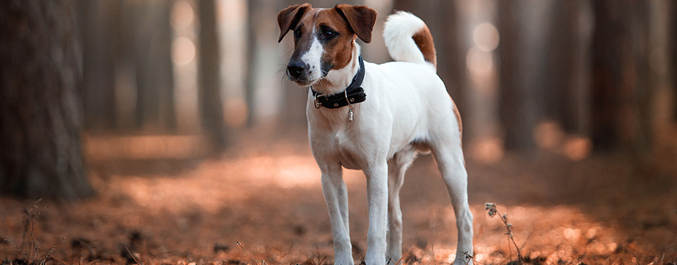 Charming dog fox terrier breed in the autumn forest