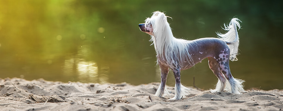 Chinese Crested Dog