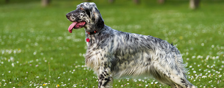 Cute blue belton English Setter dog is standing in a beautiful spring flowering meadow before a groves background