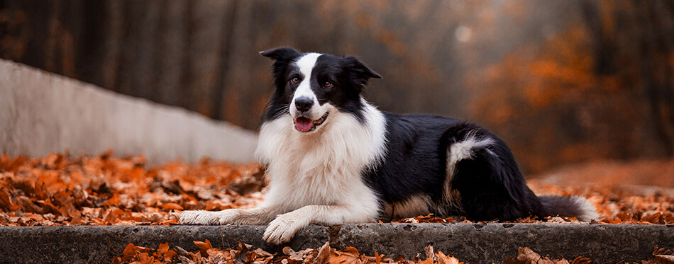 Dog breed Border Collie in the autumn forest