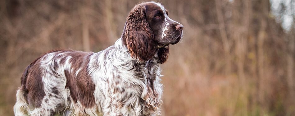 English Springer spaniel