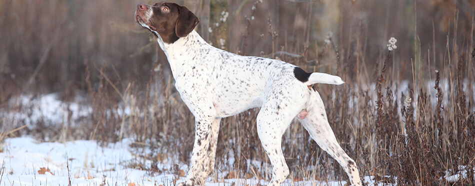 French Pointing Dog sniffing