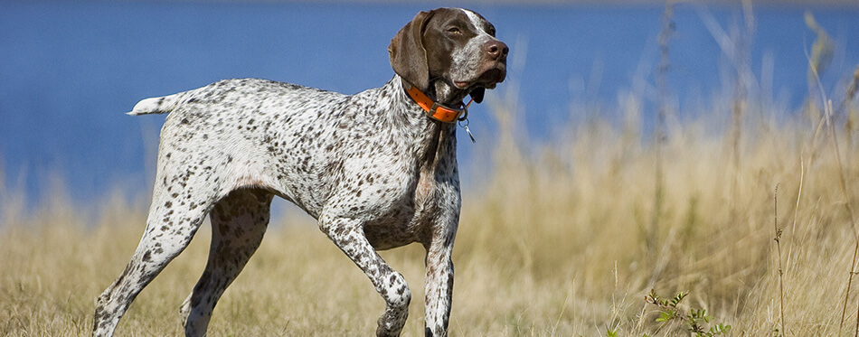 German Shorthaired Pointer dog by water