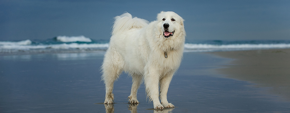 Great Pyrenees dog portrait at beach
