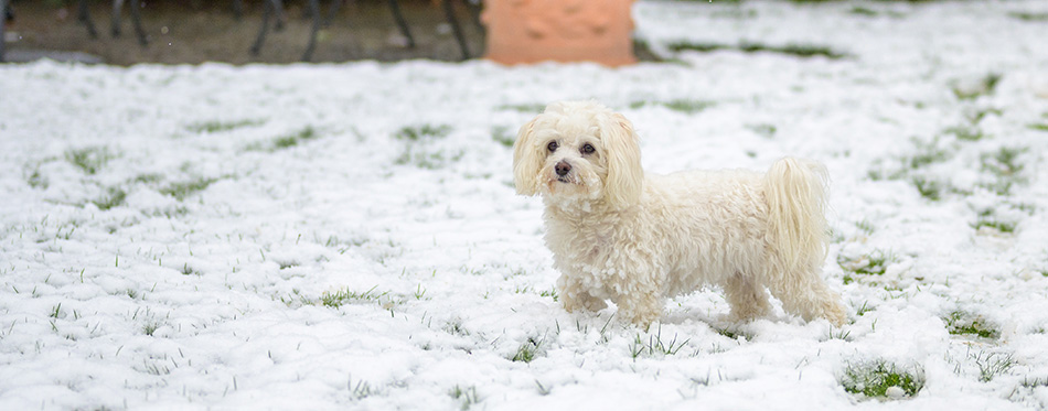 Little white Maltese Havanese dog enjoying the winter weather standing outdoors in the garden in fresh snow looking away to the side