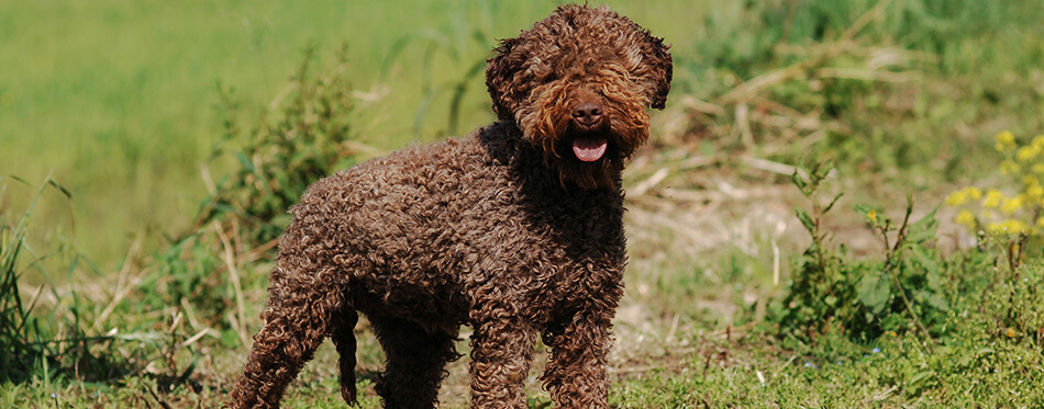 Portrait of Lagotto Romagnolo truffle dog in outdoors.