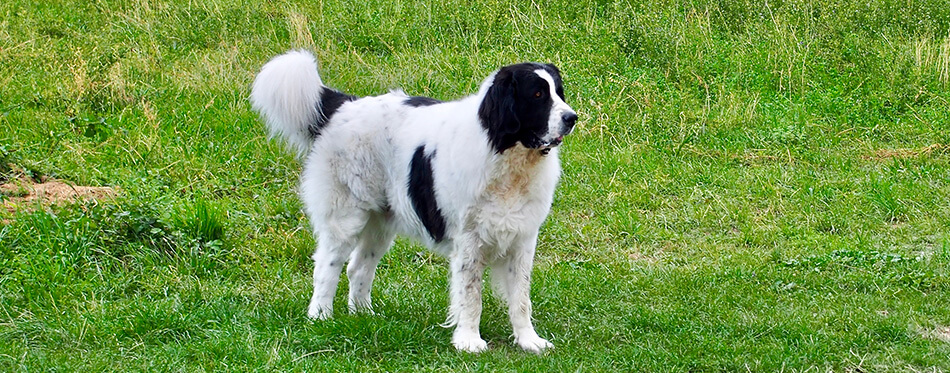 Pyrenean Mastiff Dog