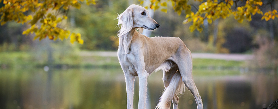 Saluki, Persian Greyhound stands, turned his head in the autumn background, bright colors of autumn, in the background forest, trees, lake
