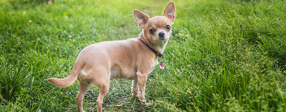 Smooth-haired Chihuahua dog on a walk. 