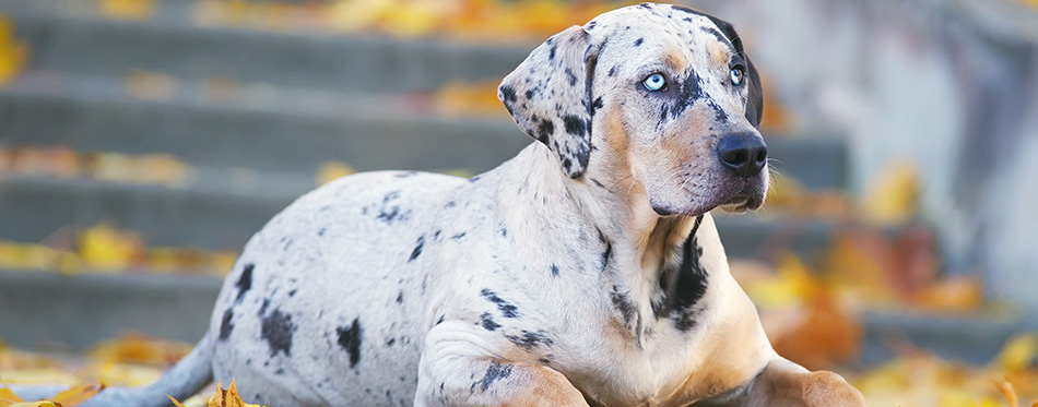 Young Louisiana Catahoula Leopard dog lying down on the stairs at autumn park