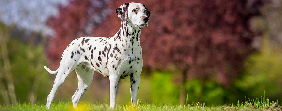 dalmatian girl