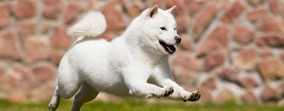 dog breed hokkaido quickly runs
