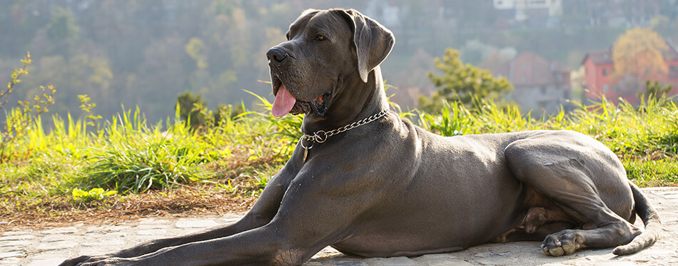 great dane dog