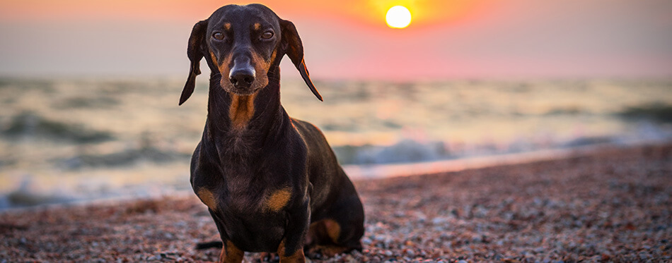 portrait dog breed dachshund, black and tan, against the setting sun on the beach in summer. sunset. dawn.