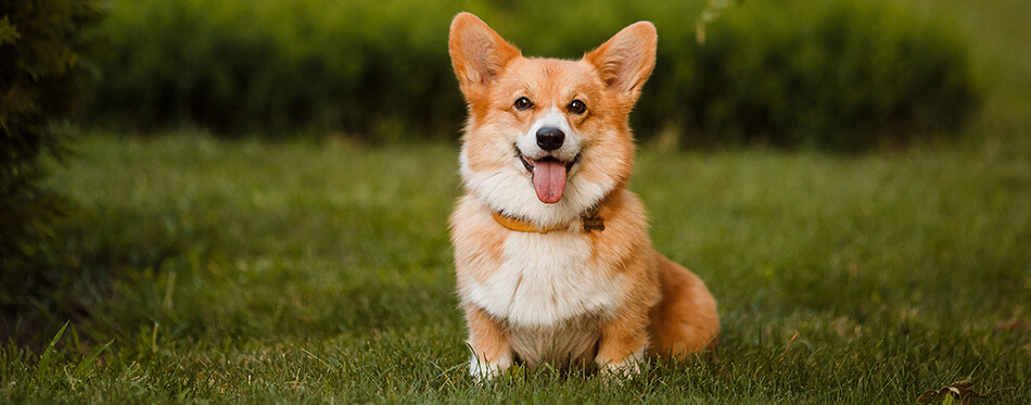 the Corgi dog sitting on the grass