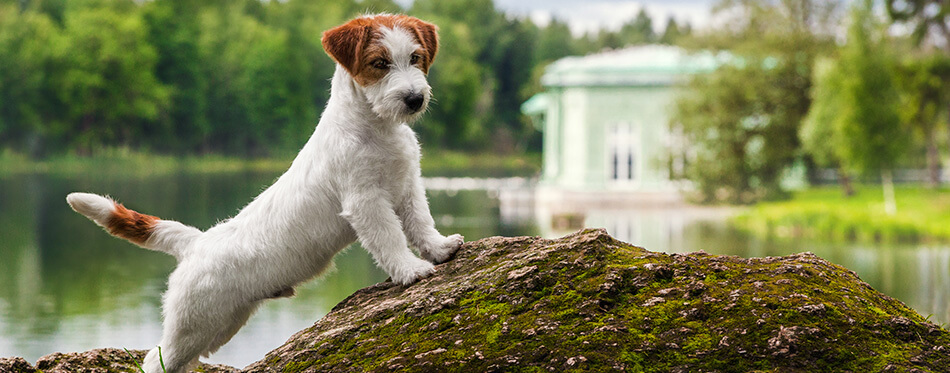 white Jack Russell Terrier dog standing on rock on background of the pond in the summer