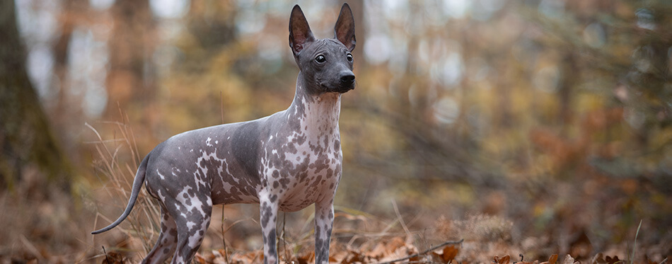 young American hairless terrier dog and autumn