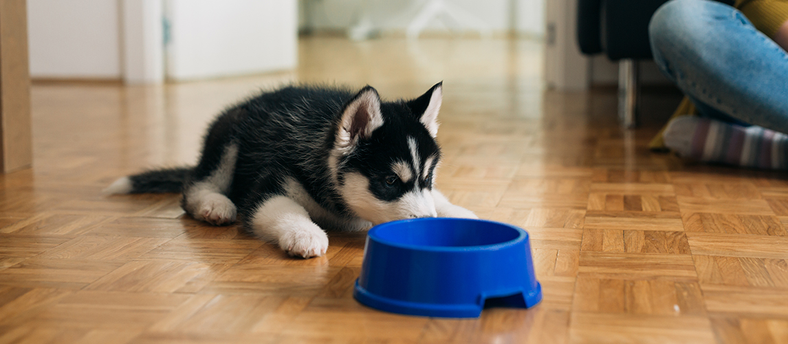what is the best brand of dog food for huskies