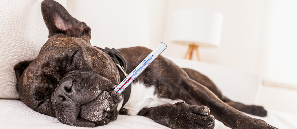 5 Best Vet-Approved Dog Thermometers of 2023 - Vetstreet