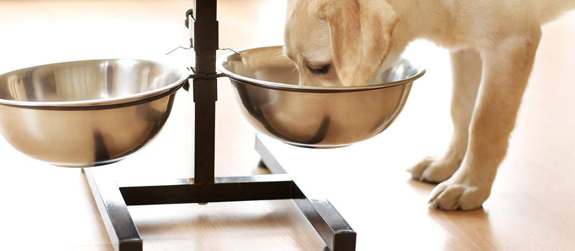 9 Best Elevated Dog Bowls for Easier Meal Times