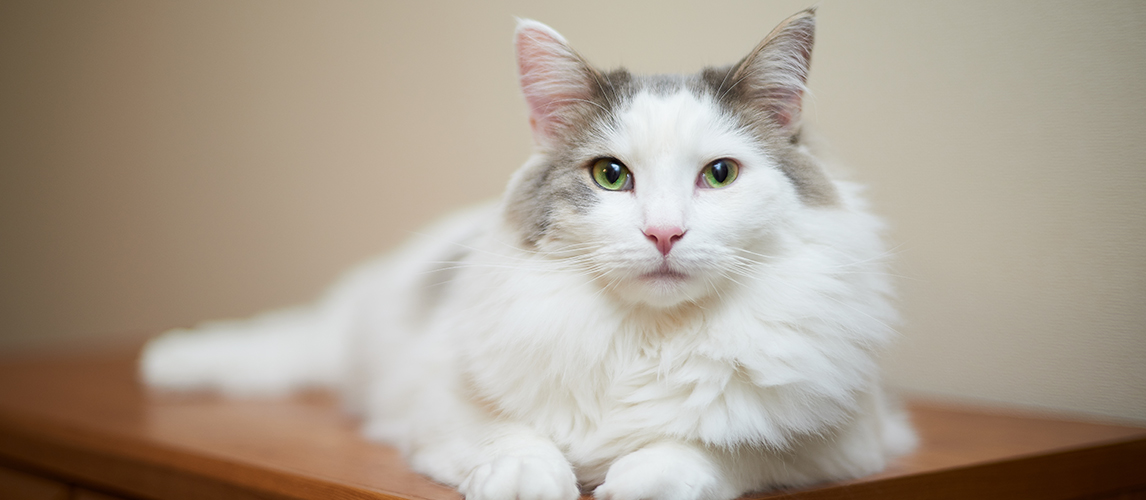 What Does a Cat's Arched Back Mean? | Pet Side