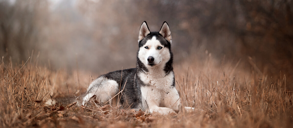 are huskies prone to dental problems