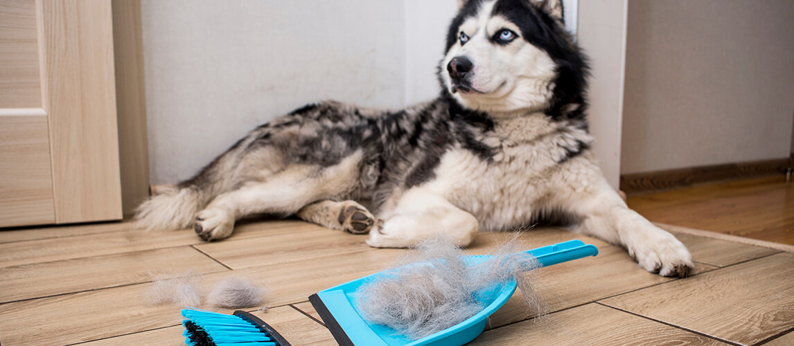 https://www.petside.com/wp-content/uploads/2021/06/A-woman-removes-dog-hair-after-molting-a-dog-with-a-dustpan-and-broom-at-home..jpg