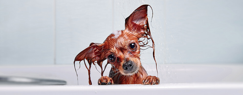 Funny little wet dog in bathroom