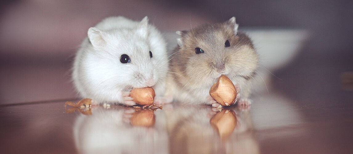 Different Types of Hamsters | Pet Side