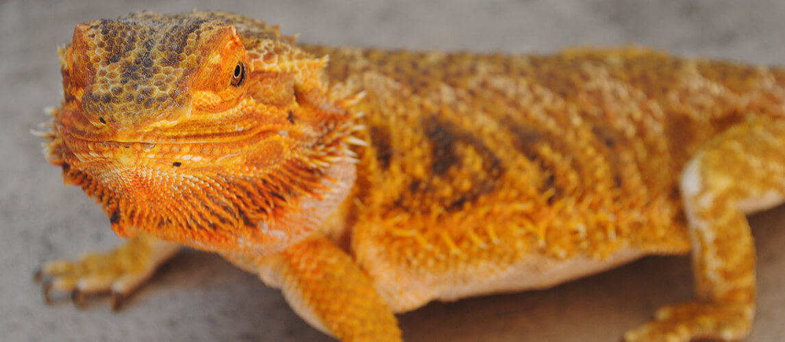 Bearded Dragon Care Guide - Do They Make Good Pets? | Pet Side