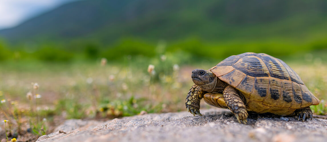 Turtle vs Tortoise: What is the Difference | Pet Side