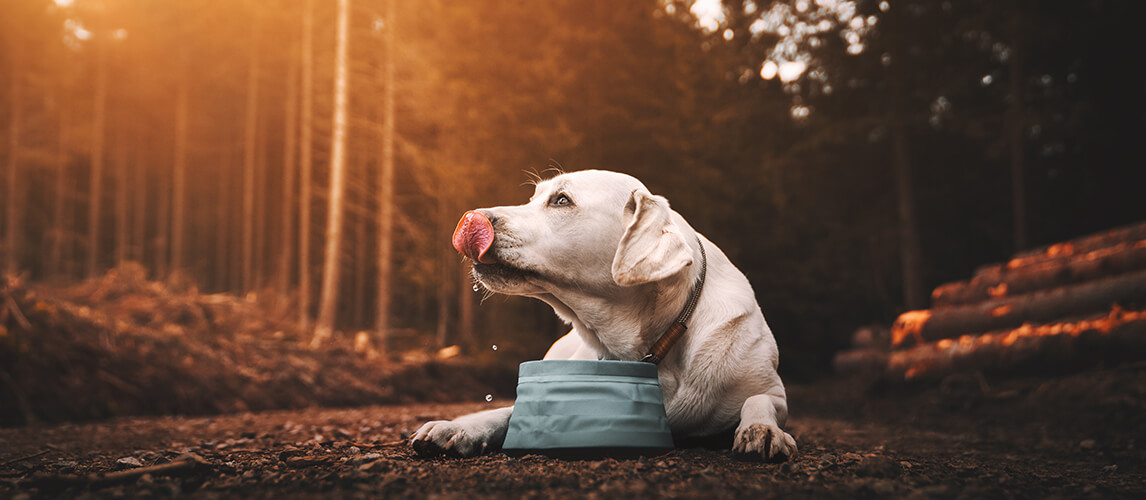 how long can a small dog go without water