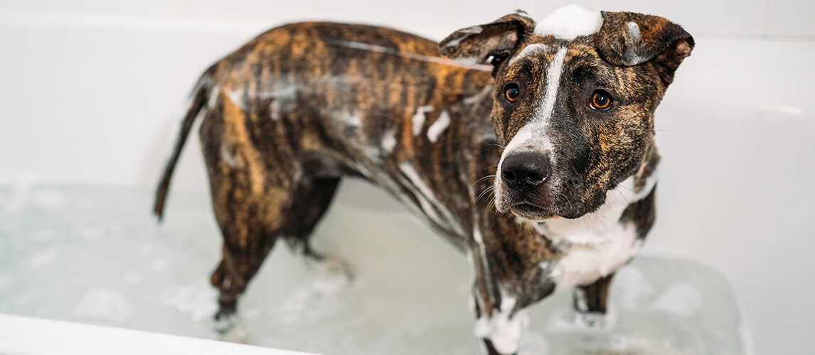 pitbull terrier shedding