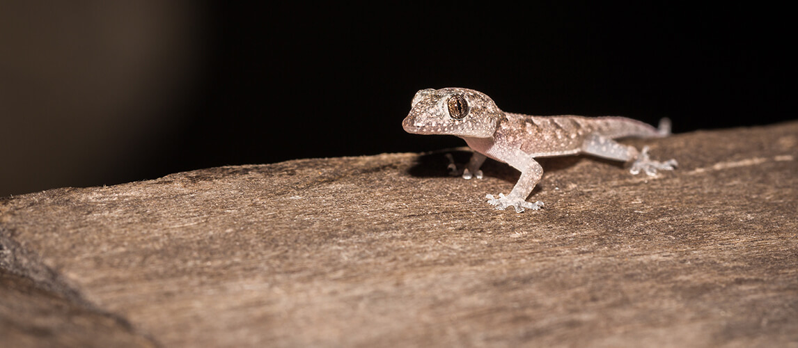 A Guide to Caring for Common House Geckos as Pets