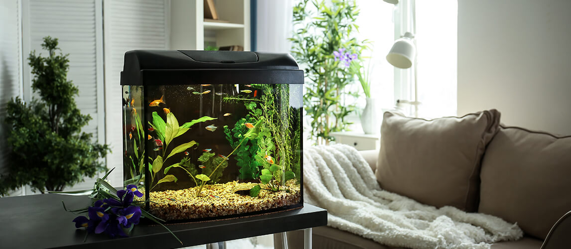 what-causes-high-ph-in-aquarium-and-top-tips-for-reducing-it-pet-side