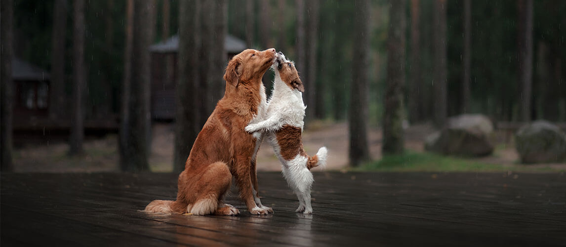 what does it mean when a dog licks another dogs ear